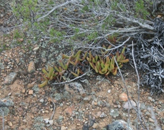 Carpobrotus mellei