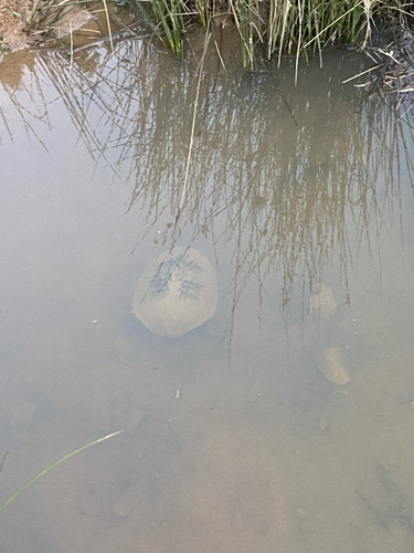 Eastern Snake-necked Turtle