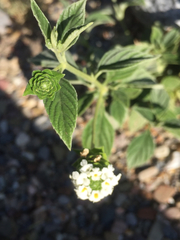 Lantana canescens