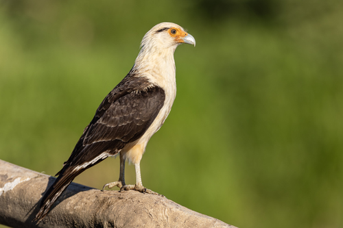 Yellow-headed Caracara, photo 2 of 10