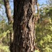 Eucalyptus baileyana - Photo (c) Martin Bennett, algunos derechos reservados (CC BY-NC), uploaded by Martin Bennett