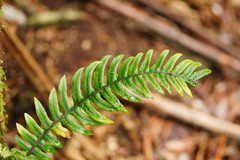 Blechnum chambersii