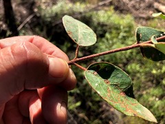 Eucalyptus baileyana
