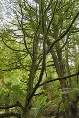 Atherosperma moschatum