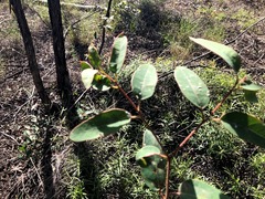 Eucalyptus baileyana