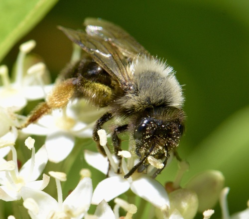 Foto von Waldrand-Sandbiene