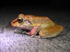 Pristimantis zeuctotylus