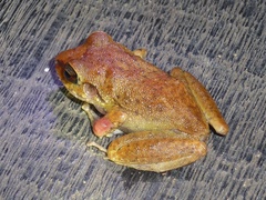 Pristimantis zeuctotylus