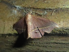 Ulaluma valva