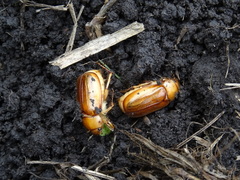 Rhizotrogus aestivus