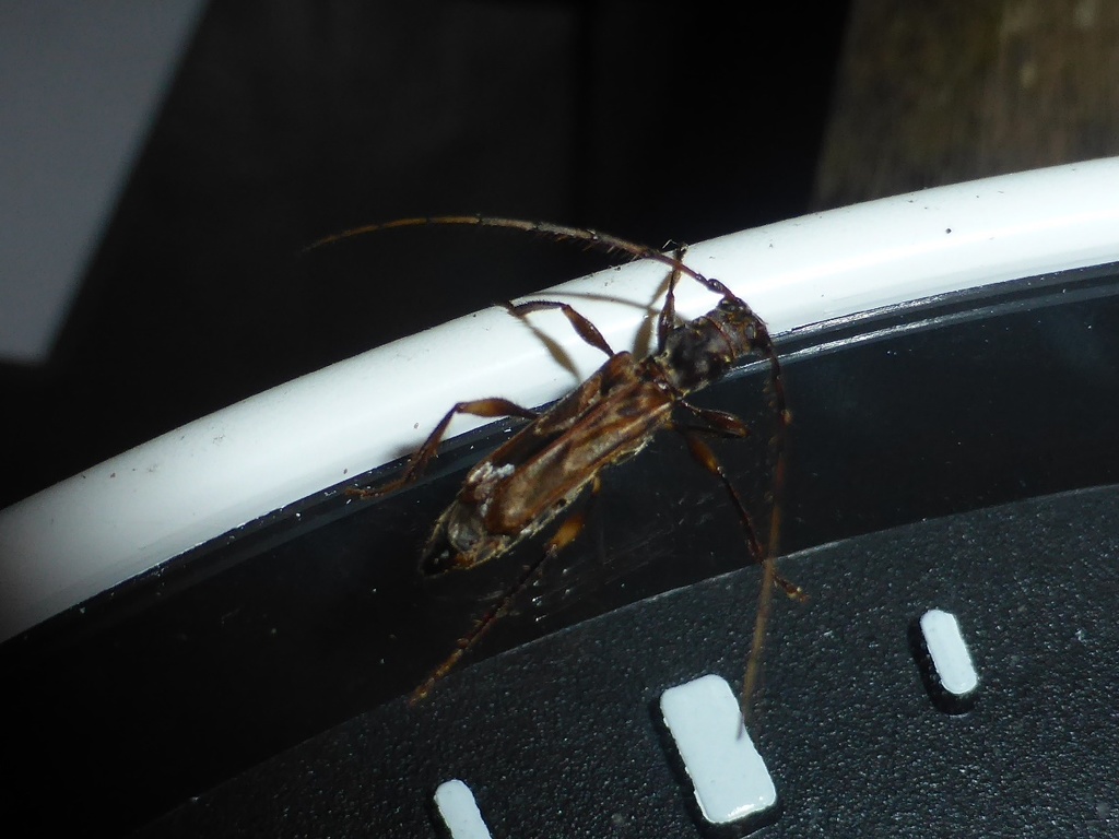 Ozodes infuscatus