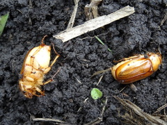 Rhizotrogus aestivus