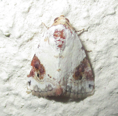 Eublemma ecthaemata
