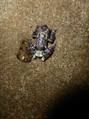 Theloderma vietnamense