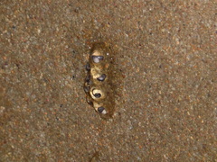 Theloderma vietnamense