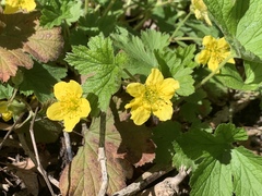 Waldsteinia