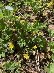 Waldsteinia