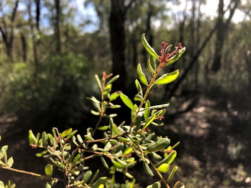Grevillea quadricauda Olde & Marriott