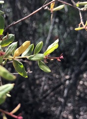 Grevillea quadricauda