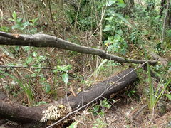 Coprosma macrocarpa minor