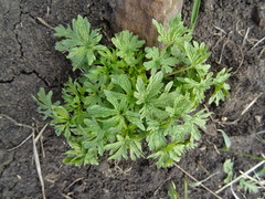 Leonurus glaucescens