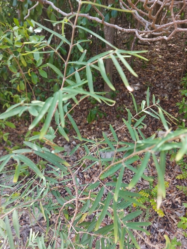 Euphorbia articulata, 2026-06-10