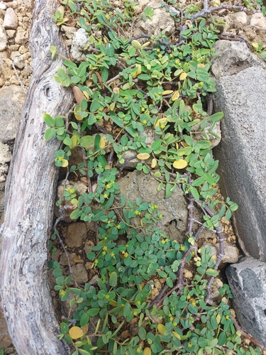 Euphorbia articulata, 2026-06-10