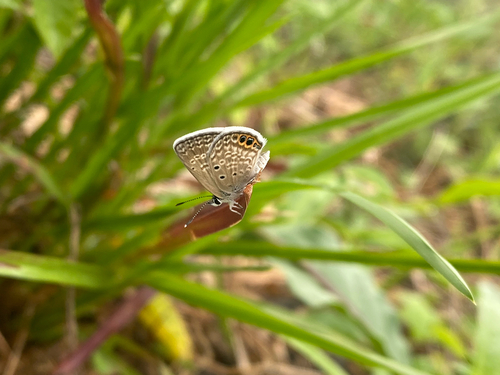 Ceraunus Blue