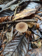 Simocybe phlebophora
