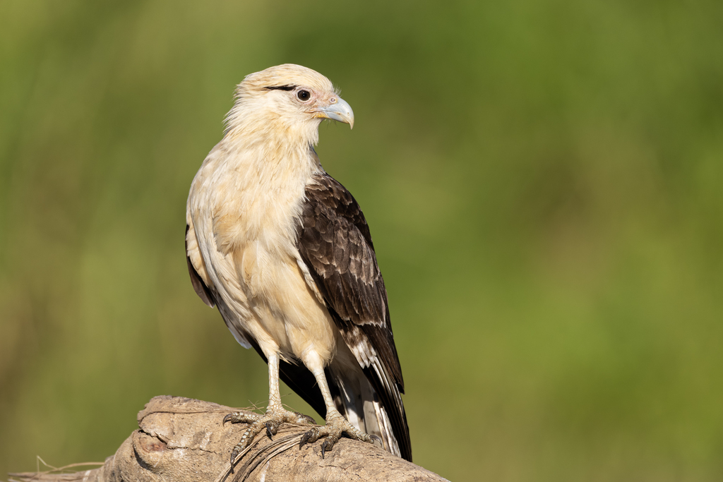 Yellow-headed Caracara, photo 1 of 10