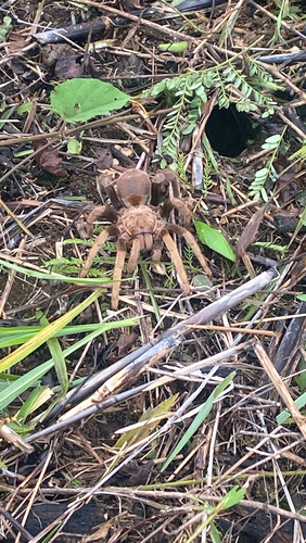 Belize Cinnamon Tarantula