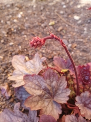 Heuchera