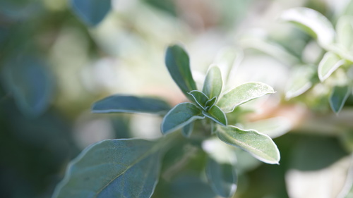 procumbent pigweed