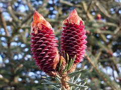 Picea likiangensis