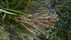 Aciphylla stannensis