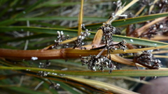 Aciphylla stannensis