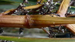 Aciphylla stannensis