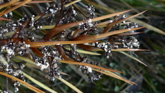 Aciphylla stannensis