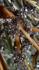 Aciphylla stannensis