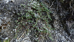 Kelleria lyallii