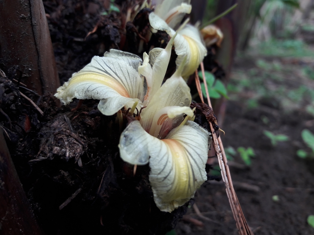 Black cardamom