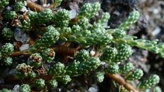 Kelleria lyallii