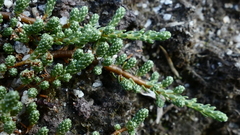 Kelleria lyallii