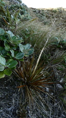 Aciphylla stannensis