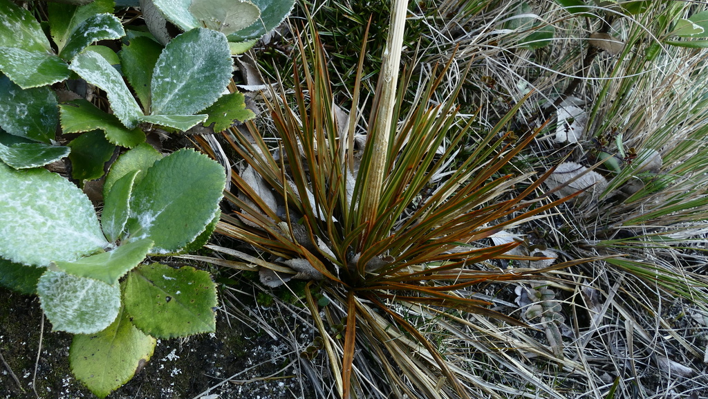 Aciphylla stannensis