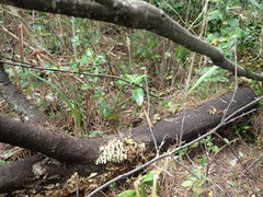 Coprosma macrocarpa minor