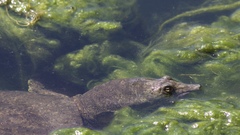 Apalone spinifera emoryi