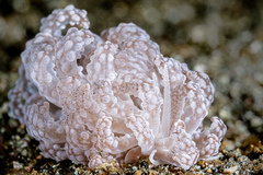 Phyllodesmium tuberculatum