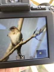 Emberiza schoeniclus