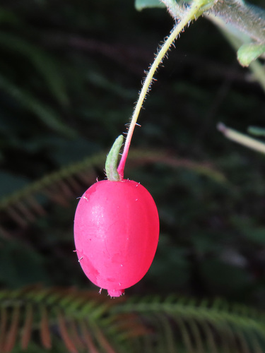 Lonicera gracilipes, photograph 1
